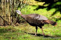 In the Spring of 2014, a hen turkey became a regular visitor around the Willow Bank. Bring your camera and take a moment to capture images of the wild-life that call this area home.